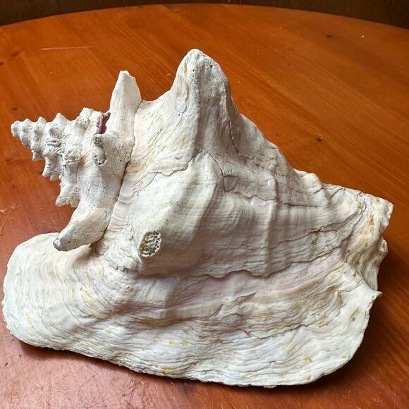 Queen Conch Shell - Picture 1 of 6